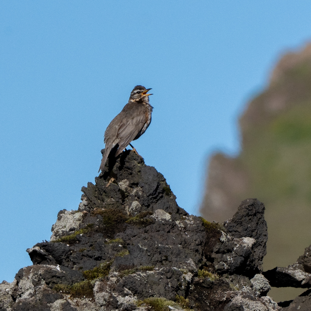 Photography by Chris Allington
